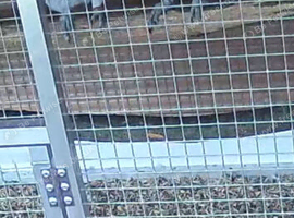 Pair of african greys