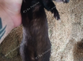 Black Jill available