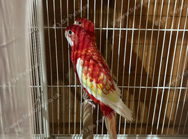 Rubino rosellas