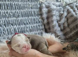 English Bulldog Puppies