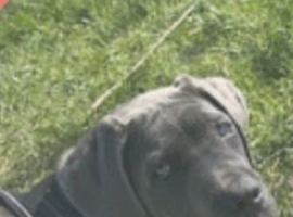 Six months old cane Corso  for sale