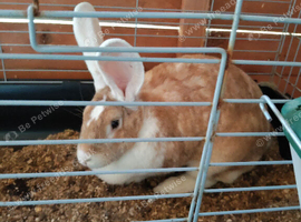 Continental giant rabbits from 12 months old females