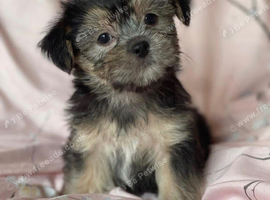 Gorgeous Shorkie Puppies Vaccinated &Microchipped