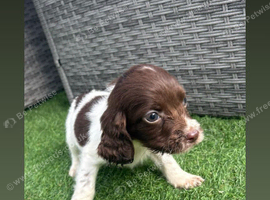 Sprocker spaniel puppies