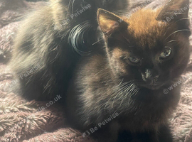 Two female black kittens