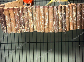 Red siskin