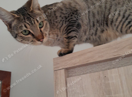 Full Pedigree TICA Registered Savannah Girl Cat