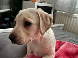 Last Puppy for rehoming