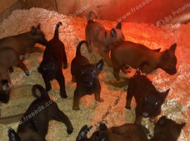 Dutch herder x malinois
