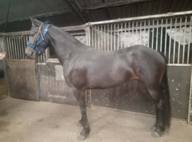 Friesian cross thoroughbred.