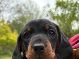 Kennel club registered miniature dachshunds