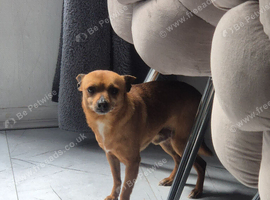 Chihuahua male 5 years old