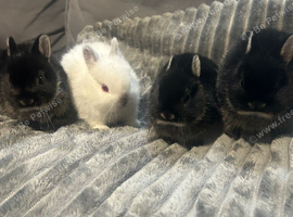 Netherland dwarf baby bunny&rsquo;s for sale