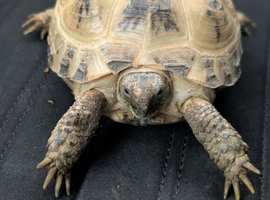 Horsfield tortoise for sale