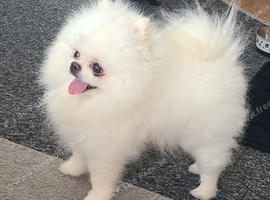 KC White pomeranian PROVEN STUD DUTIES ONLY