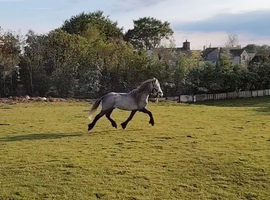 Welsh type gelding