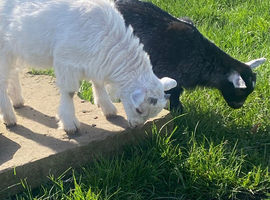 Pygmy kids
