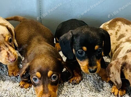 Miniature Dachshund Puppies &ndash; 2 Males & 2 Females Available