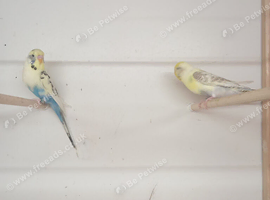 6 pairs of budgies for sale
