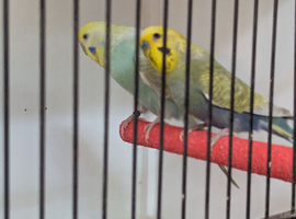 Pair budgies