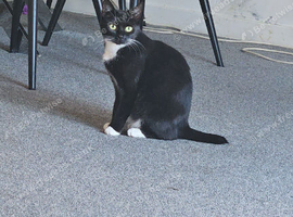 2 year old female cat