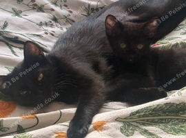Female kitten
