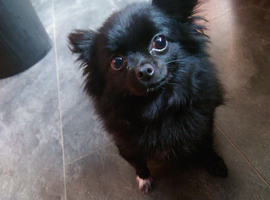 Pomeranian