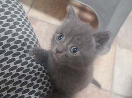 Kittens for sale
