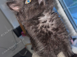 Ragdoll black fluffy needs home this week