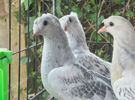 Turkish Pigeons for sale