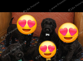 Giant schnauzer puppy's