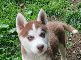 Siberian husky puppies