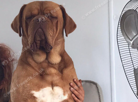 Stud wanted for my 4 year old dogue de bordeaux
