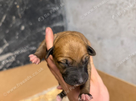Outstanding Working-Bred Whippet Lurcher Puppies