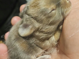 Lion head x french lop