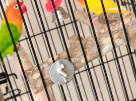 Pair Love Birds