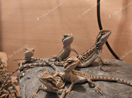 Baby bearded dragon