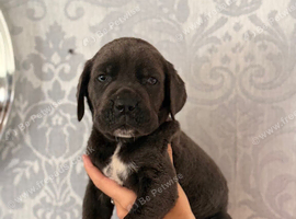4 stunning cane Corso puppies