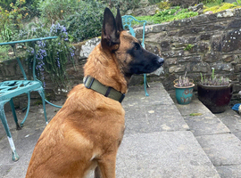 Malinois