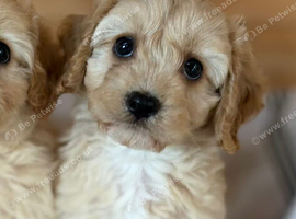 Cavapoo boy, ready to find his new home now!!