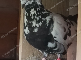 For sale Tipplers