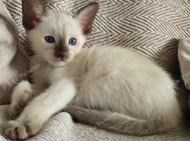 Siamese little boy