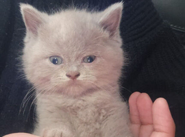 British shorthair kittens lilac and blue