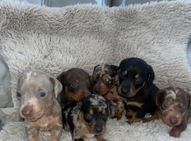 Dachshund puppy&rsquo;s ready