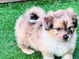 Sheltie cross puppies