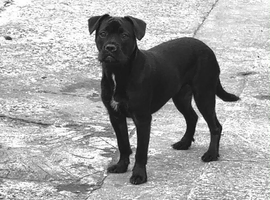 Patterdale x Frenchie