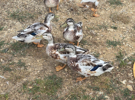 Miniature Silver Appleyard drakes
