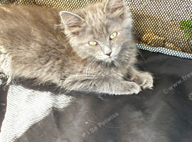 Ragdoll X British Short hair 2 female kittens