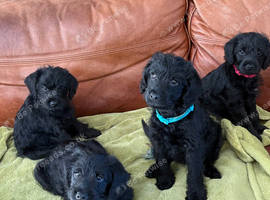 Borderpoo Pups (Border terrier x Miniture poodle)