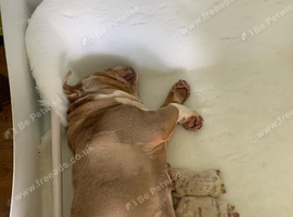 Beautiful English Bulldog Bitch Puppy